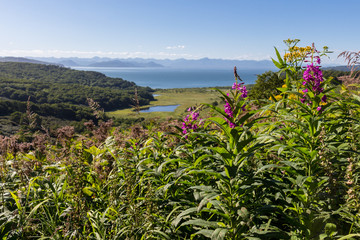 Beautiful summer landscape with a close-up of flowers, and green hills and a small lake in the distance, the sea and mountains on the horizon