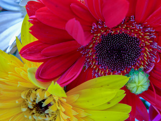 Macro photography of red and yellow gerbera flowers. Captured at the Andean mountains of southern...