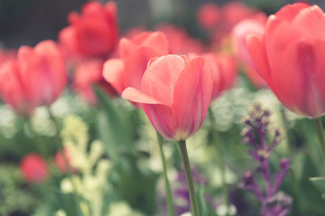 Beautiful tulips field and sunlight in summer