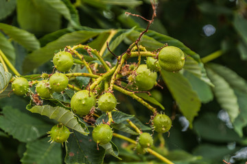 Obraz premium Boltenhagen