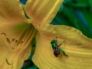 Macro photography of a very rare green orchid bee on a yellow daylily petal. Captured at the Andean mountains of southern Colombia.