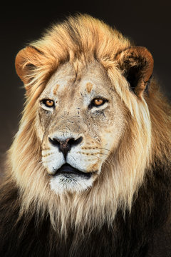 Male lion close up portrait fully alerted and focused. Fine art. Panthera leo