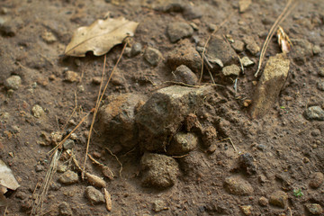Dirt gravel on a footpath in the forest	