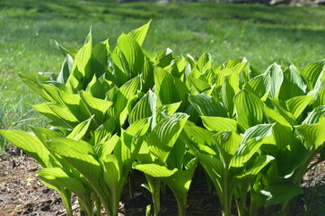 Hosta plan early in the morning. 