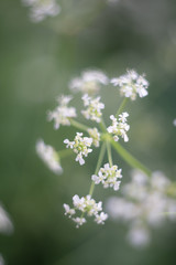 small white flowers on green background