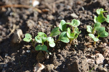 Young radishes growing in the garden.