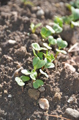 Young radishes growing in the garden.