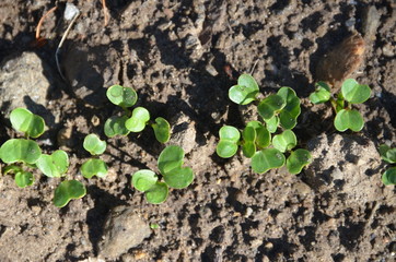 Young radishes growing in the garden.