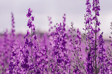 Consolida ajacis purple flowers