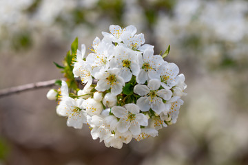 a spring Flowering branch against the blue sky backgrounds