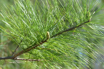 Beautiful pine branches.