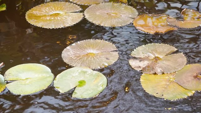 Lily pads above the surface of water. Water Nymphaea blanda in a pond. Tropical flowers background