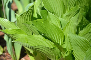 Hosta plan early in the morning. 
