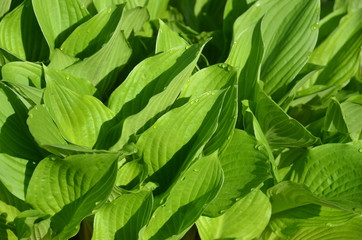 Hosta plant early in the morning. 