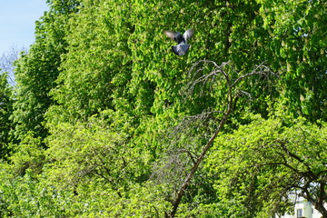Taube in Anflug 