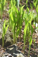 Lily of the valley in early spring
