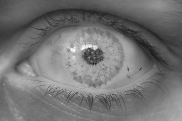 Dandelion eye