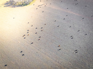 Meat production,  livestock in Pampas region, Aerial view,Argentina