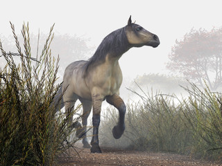 Obraz na płótnie Canvas A pale horse with a dark mane an tail trots through long grass on a foggy day. It turns its head to look back with its pale blue eyes as if hearing something in the distance. 3D Rendering