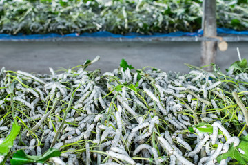 silkworm eating leaf mulberry