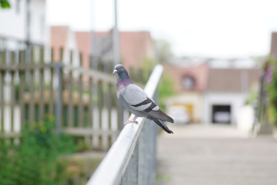 Taube am Gelender