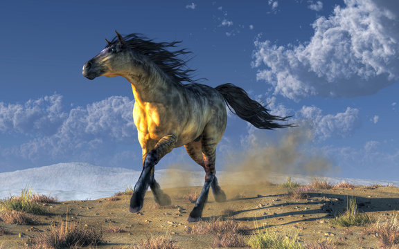 A wild horse with a Kiger coat paces through a dry rocky desert with small patches of dry brown grass.  His hooves kick up a cloud of dust as he makes his way through the arid landscape. 3D Rendering