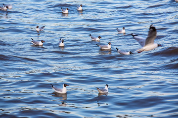 Seagulls floating and flying at sea, Bangpu, Samut Prakan, Province, Thailand, Larus brunnicephalus, Close up shot, Select focus, Birds photography travel
