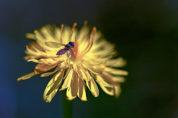 Macro photography of an orange and blue striped hoverfly resting on a dandelion flower. Captured at the Andean mountains of central Colombia.