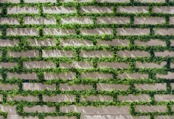 White brick wall with moss growing out of it. Horizontal color photography