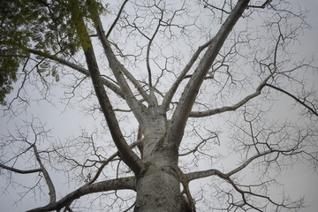 Fototapeta na wymiar dry tree