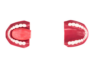 medical teeth model isolated on white background