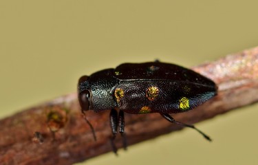 Metallic wood boring-beetle Chrysobothris chrysoela jewel insect nature Springtime pest control.