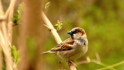 sparrow