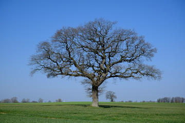 Fototapeta na wymiar Eichenbaum im Frühling auf dem Feld
