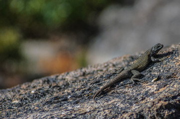 lizard on rock