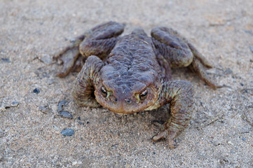 Common toad or European toad (Bufo bufo) in nature. Close-up view, selective focus, blurred background