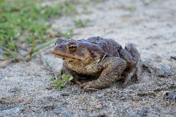 Common toad or European toad (Bufo bufo) in nature. Close-up side view, selective focus, blurred background