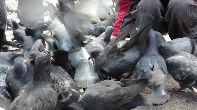 a small child feeding pigeons with hands in the town square