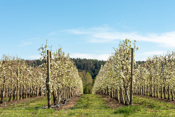 Obraz premium Blossoming apple orchard in spring. Germany, Europe. Beauty world