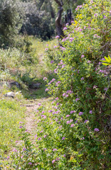 Ornamental plant (Pelargonium graveolens) with lilac flowers grows in the garden