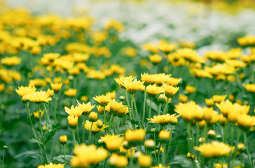 The garden of yellow and white chrysanthemum.