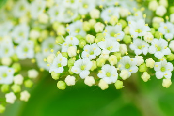 Blumen Frühlingsblume