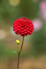 ダリア　リズモアキャロル