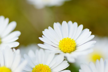 Gänseblümchen Kammile