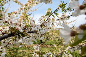 Cerisiers en fleurs