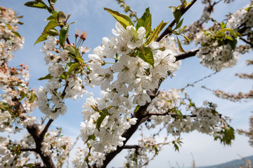 Branches de cerisiers en fleurs