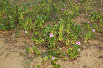Tropical plant Periwinkle (Catharanthus roseus) with pink flowers and green leaves, Tamil Nadu,...