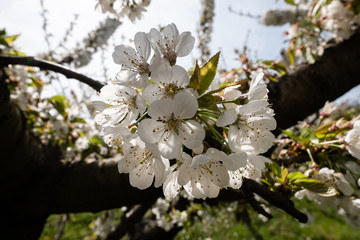Fleurs de cerisier