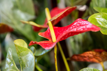 Close-up of red Anthurium flowers. Ornamental plants