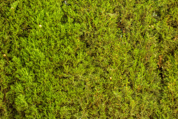 Decorative plants wall in a garden